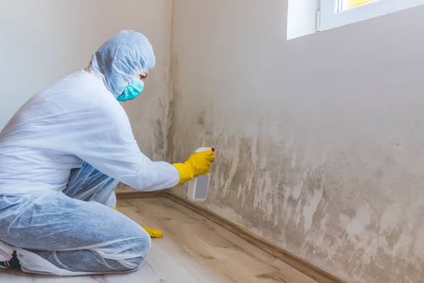 Licensed Mold Inspection service in Ellsworth, MI - WQB Mold Removal