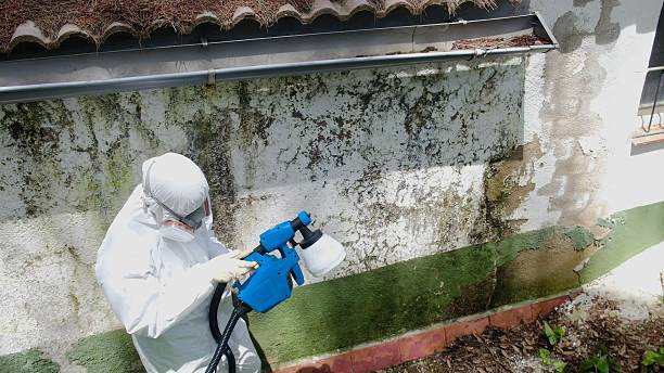 Top rated local Mold Inspection specialists in Ellsworth, MI